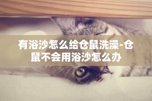 有浴沙怎么給倉鼠洗澡-倉鼠不會用浴沙怎么辦