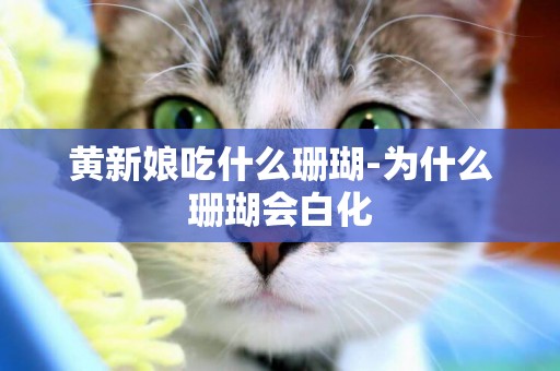 黃新娘吃什么珊瑚-為什么珊瑚會白化