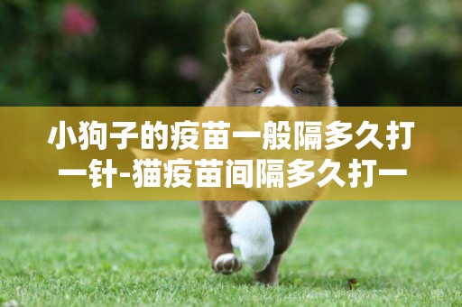 小狗子的疫苗一般隔多久打一針-貓疫苗間隔多久打一針