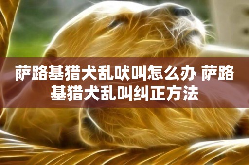 薩路基獵犬亂吠叫怎么辦 薩路基獵犬亂叫糾正方法
