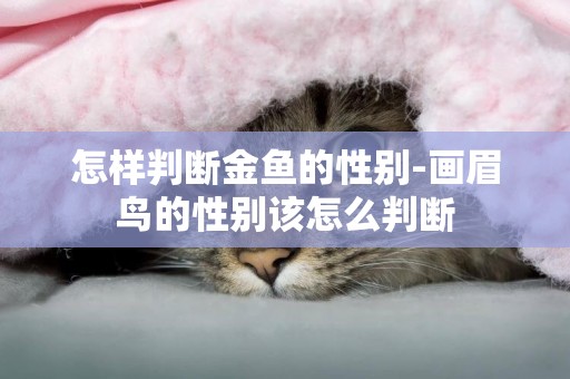 怎樣判斷金魚的性別-畫眉鳥的性別該怎么判斷