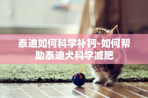 泰迪如何科學補鈣-如何幫助泰迪犬科學減肥