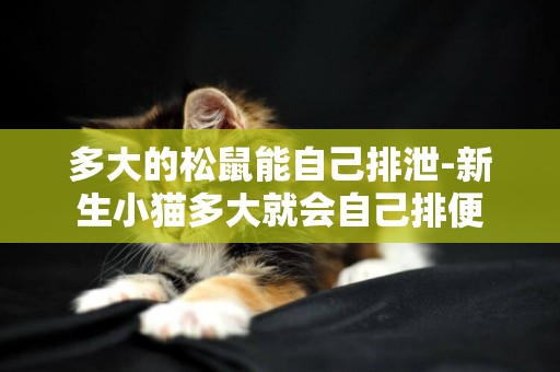 多大的松鼠能自己排泄-新生小貓多大就會自己排便