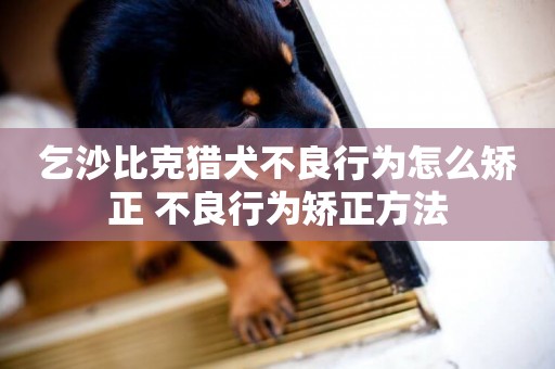 乞沙比克獵犬不良行為怎么矯正 不良行為矯正方法