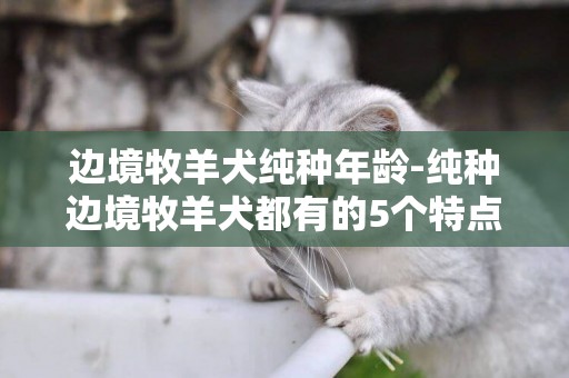 邊境牧羊犬純種年齡-純種邊境牧羊犬都有的5個特點