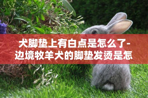 犬腳墊上有白點是怎么了-邊境牧羊犬的腳墊發燙是怎么了