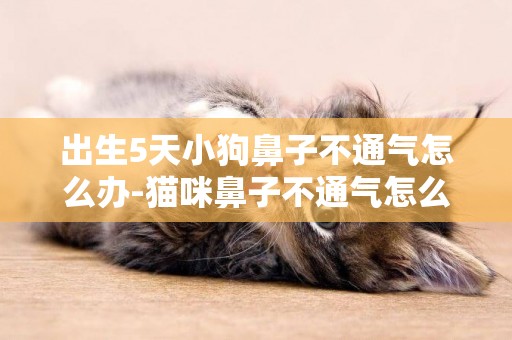 出生5天小狗鼻子不通氣怎么辦-貓咪鼻子不通氣怎么辦