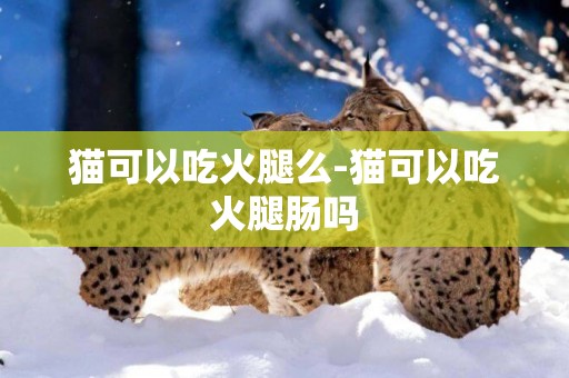 貓可以吃火腿么-貓可以吃火腿腸嗎
