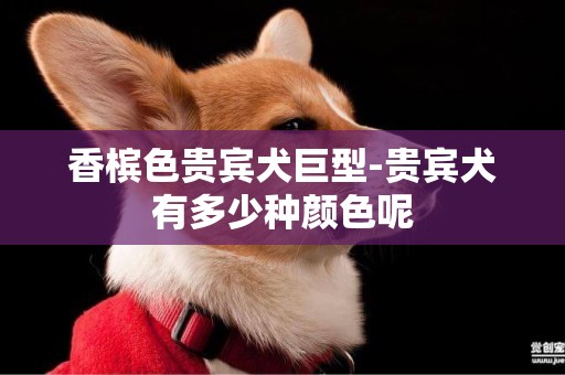 香檳色貴賓犬巨型-貴賓犬有多少種顏色呢