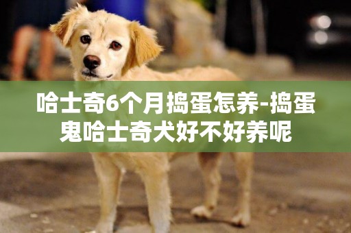 哈士奇6個月搗蛋怎養-搗蛋鬼哈士奇犬好不好養呢