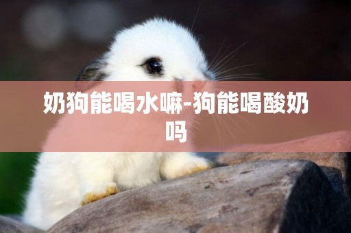 奶狗能喝水嘛-狗能喝酸奶嗎