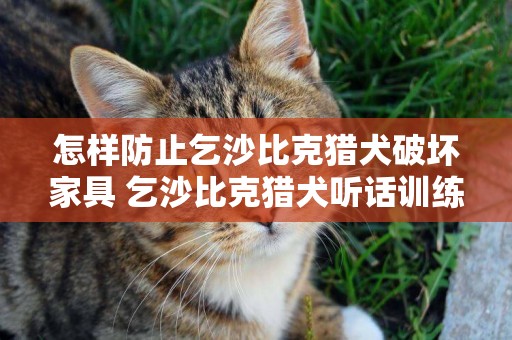 怎樣防止乞沙比克獵犬破壞家具 乞沙比克獵犬聽話訓練