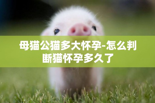 母貓公貓多大懷孕-怎么判斷貓懷孕多久了