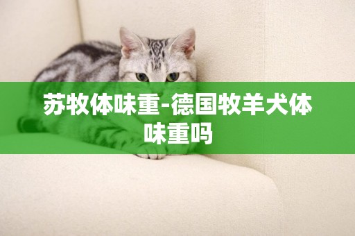 蘇牧體味重-德國牧羊犬體味重嗎