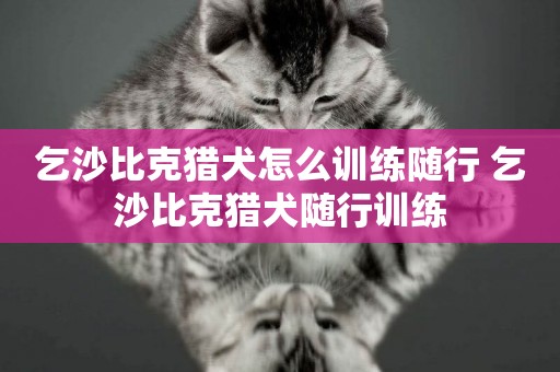 乞沙比克獵犬怎么訓練隨行 乞沙比克獵犬隨行訓練