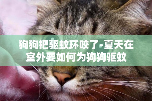 狗狗把驅蚊環咬了-夏天在室外要如何為狗狗驅蚊