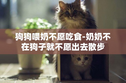 狗狗喂奶不愿吃食-奶奶不在狗子就不愿出去散步