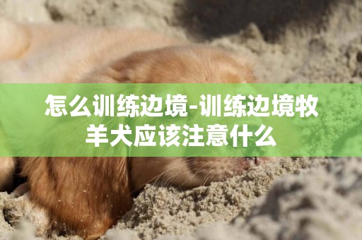 怎么訓練邊境-訓練邊境牧羊犬應該注意什么