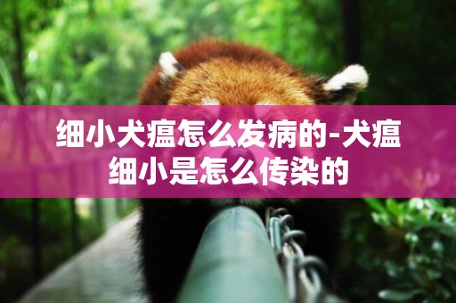細小犬瘟怎么發病的-犬瘟細小是怎么傳染的