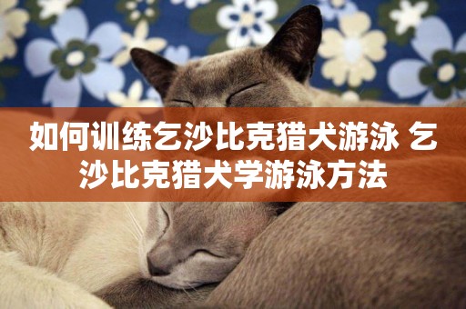 如何訓練乞沙比克獵犬游泳 乞沙比克獵犬學游泳方法