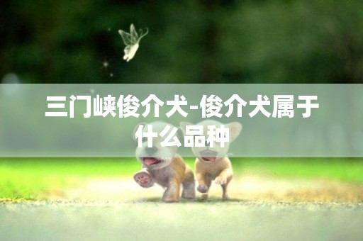 三門峽俊介犬-俊介犬屬于什么品種