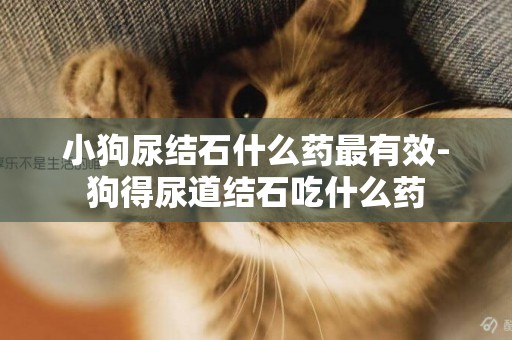 小狗尿結石什么藥最有效-狗得尿道結石吃什么藥