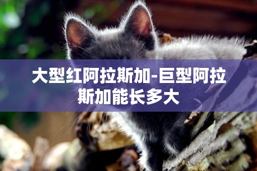 大型紅阿拉斯加-巨型阿拉斯加能長多大