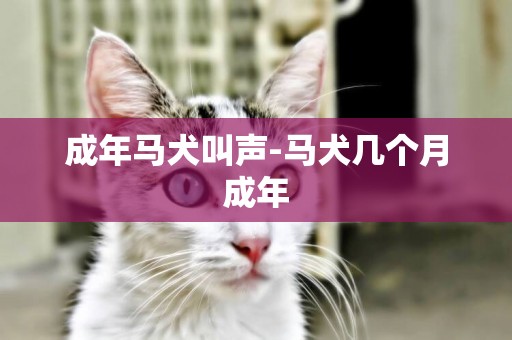 成年馬犬叫聲-馬犬幾個月成年