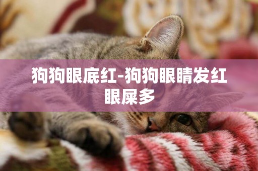 狗狗眼底紅-狗狗眼睛發紅眼屎多