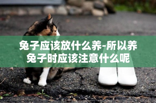 兔子應該放什么養-所以養兔子時應該注意什么呢