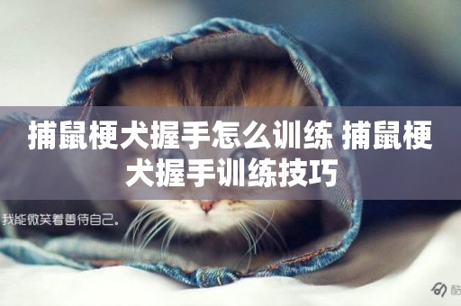 捕鼠梗犬握手怎么訓練 捕鼠梗犬握手訓練技巧