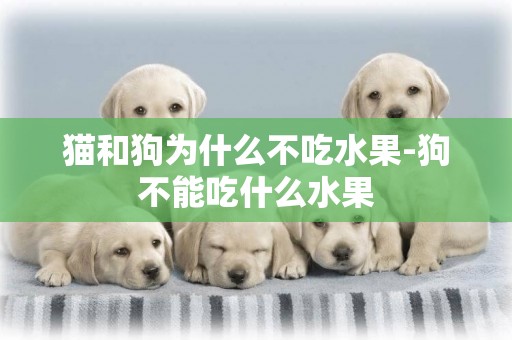 貓和狗為什么不吃水果-狗不能吃什么水果