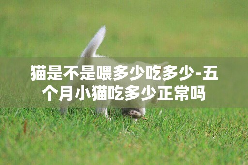 貓是不是喂多少吃多少-五個月小貓吃多少正常嗎