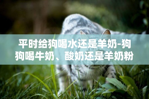 平時給狗喝水還是羊奶-狗狗喝牛奶、酸奶還是羊奶粉好