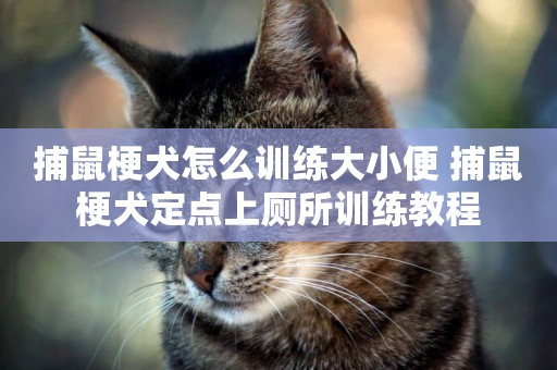 捕鼠梗犬怎么訓練大小便 捕鼠梗犬定點上廁所訓練教程
