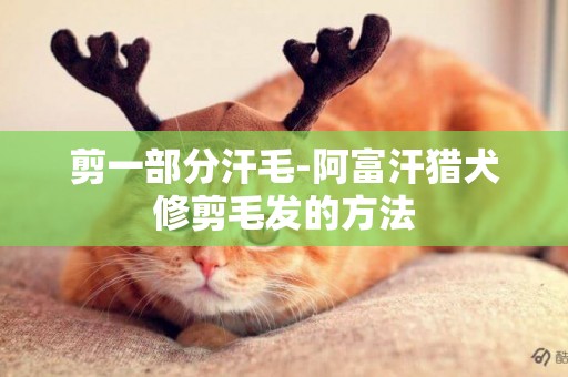 剪一部分汗毛-阿富汗獵犬修剪毛發的方法