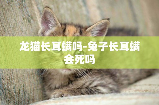 龍貓長耳螨嗎-兔子長耳螨會死嗎