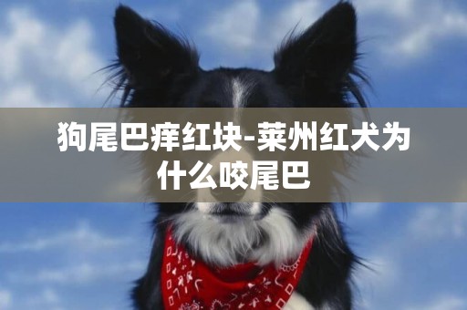 狗尾巴癢紅塊-萊州紅犬為什么咬尾巴