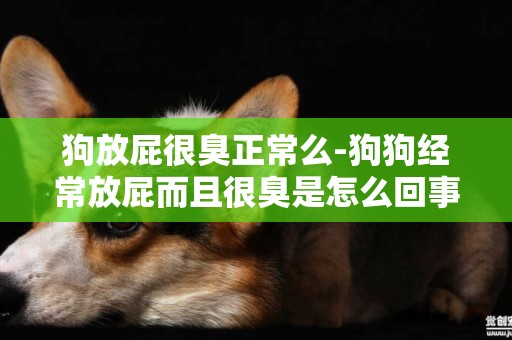 狗放屁很臭正常么-狗狗經常放屁而且很臭是怎么回事
