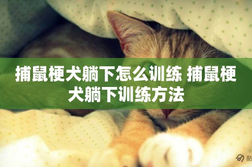 捕鼠梗犬躺下怎么訓練 捕鼠梗犬躺下訓練方法