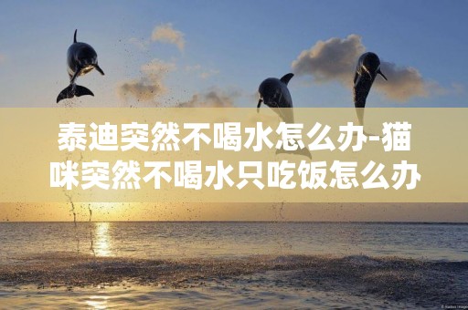 泰迪突然不喝水怎么辦-貓咪突然不喝水只吃飯怎么辦