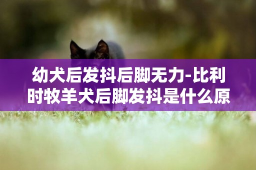 幼犬后發抖后腳無力-比利時牧羊犬后腳發抖是什么原因