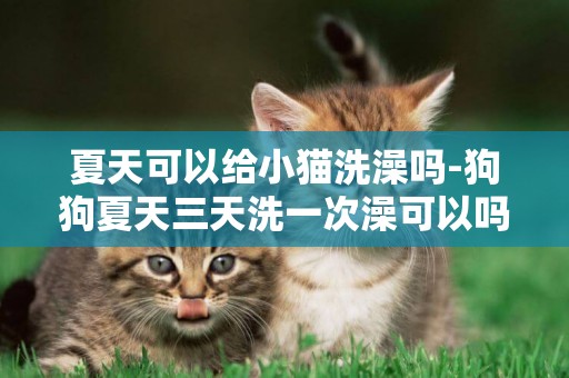 夏天可以給小貓洗澡嗎-狗狗夏天三天洗一次澡可以嗎