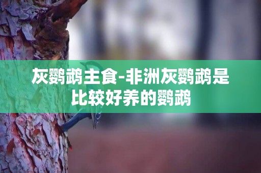 灰鸚鵡主食-非洲灰鸚鵡是比較好養的鸚鵡