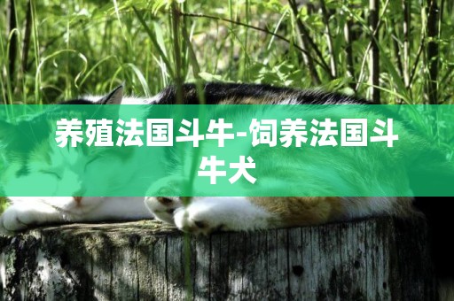 養殖法國斗牛-飼養法國斗牛犬