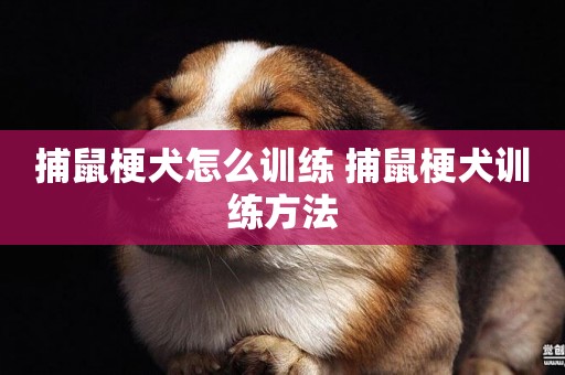 捕鼠梗犬怎么訓練 捕鼠梗犬訓練方法