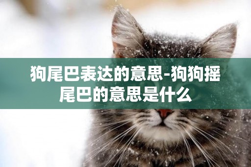狗尾巴表達的意思-狗狗搖尾巴的意思是什么