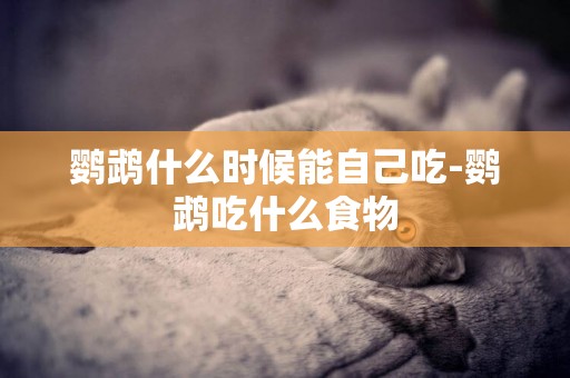 鸚鵡什么時候能自己吃-鸚鵡吃什么食物