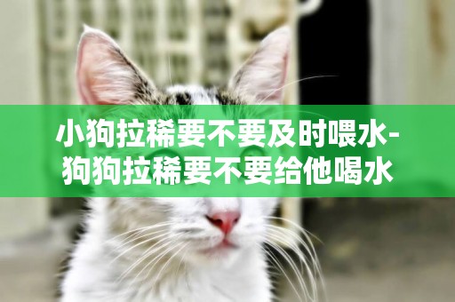 小狗拉稀要不要及時喂水-狗狗拉稀要不要給他喝水