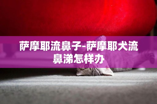 薩摩耶流鼻子-薩摩耶犬流鼻涕怎樣辦